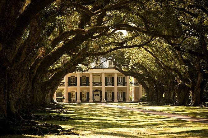 Oak Alley Plantation and Large Airboat Swamp Tour From New Orleans - Swamp Tour Experience