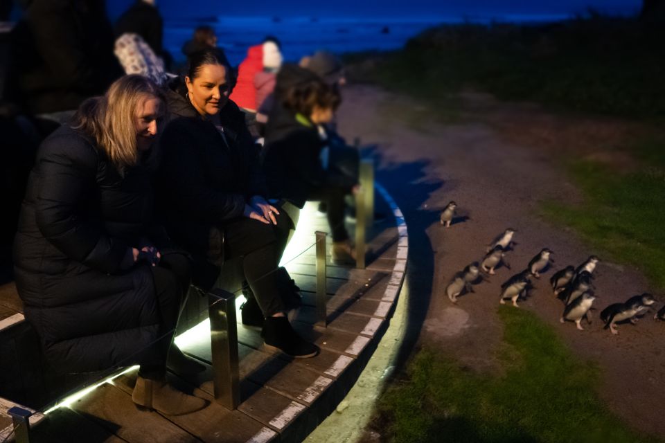 Penguin Parade: General Viewing Entry Ticket - Experience Highlights