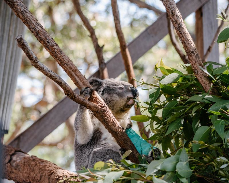 Port Stephens: Koala Sanctuary General Admission Ticket - Experience Highlights at the Sanctuary