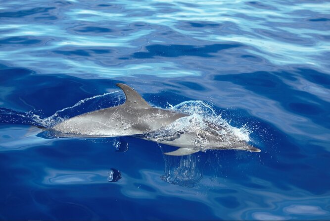 Private Dolphin and Whale Watching Tour in Madeira - Tour Details