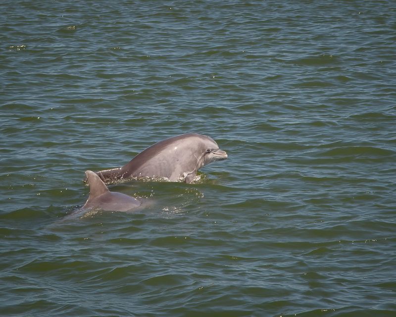 Private Dolphin Tours in the Amazing Savannah Marsh - Observe Wildlife in Their Natural Habitat