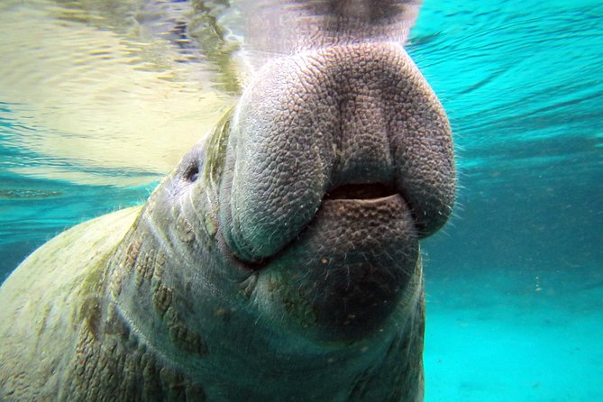 Private OG Manatee Snorkel Tour With Guide for up to 10 People - Meeting and Pickup Information