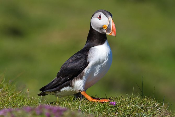 Puffin and Volcano Minibus Tour - Guided by Ebbi - Meeting and End Points