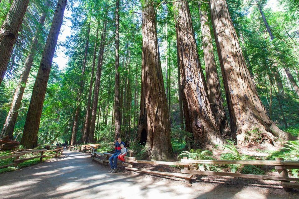 Redwood Retreat: Tour to Muir Woods From San Francisco - Itinerary