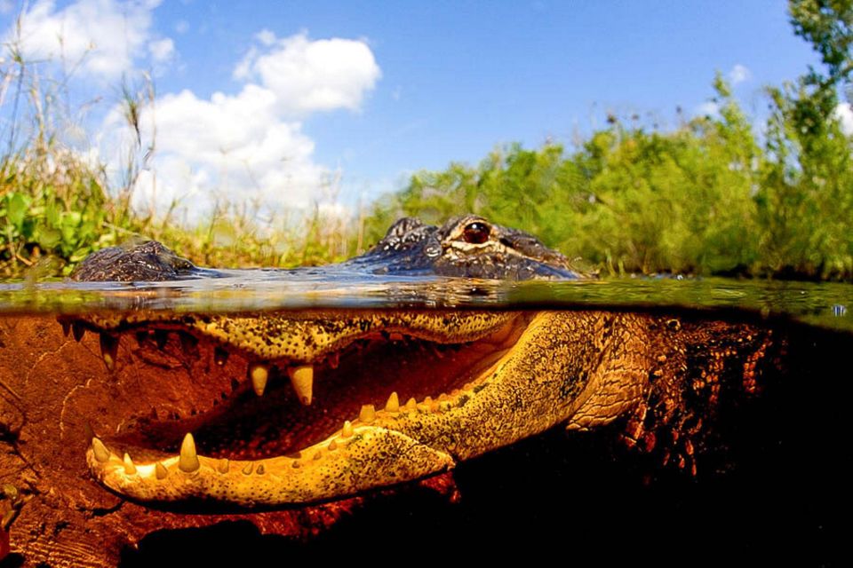 Semi-Private Everglades Tour From Miami or Fort Lauderdale - Price and Duration