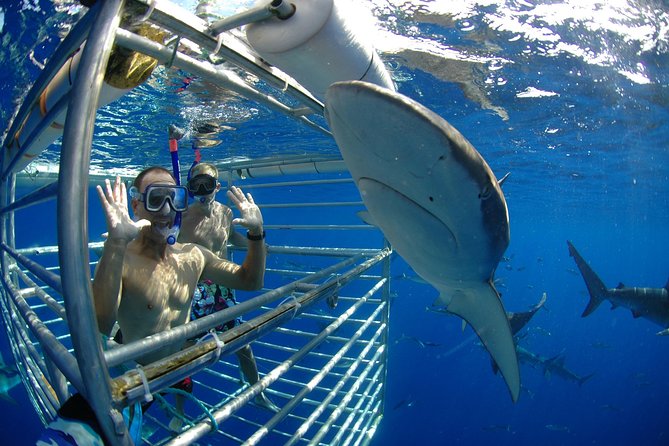 Shark Cage Diving In Oahu - Booking Information