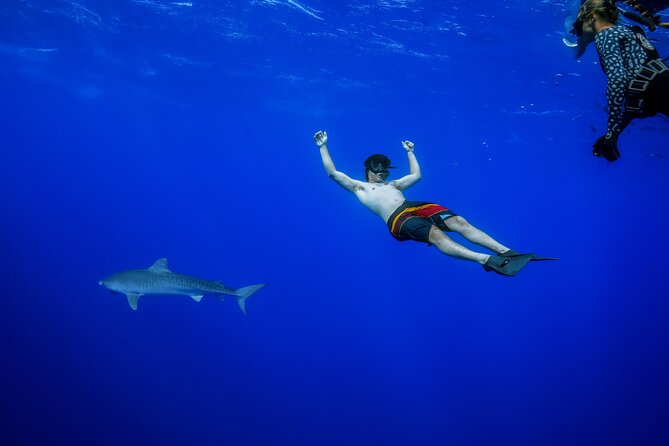 Shark Tour Dive With Sharks in Hawaii With One Ocean Diving - What To Expect