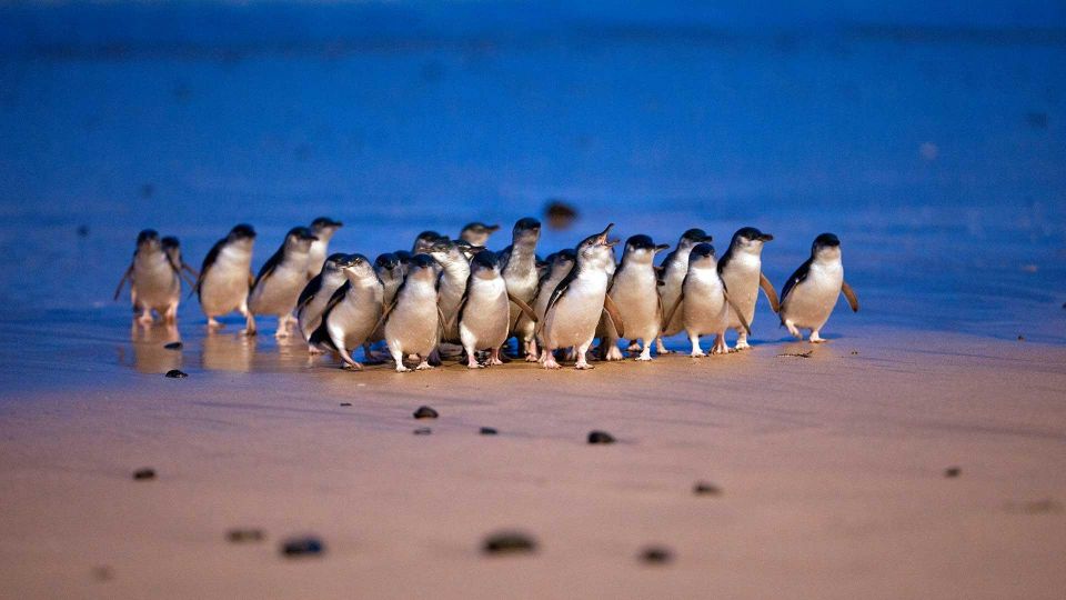 Small Group Philip Island Express Penguin & Wallaby Spoting - Activity Itinerary