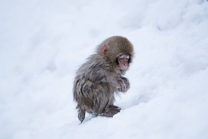 Snow Monkey Park & Zenkoji Temple Nagano Pvt. Full Day Tour. - What To Expect