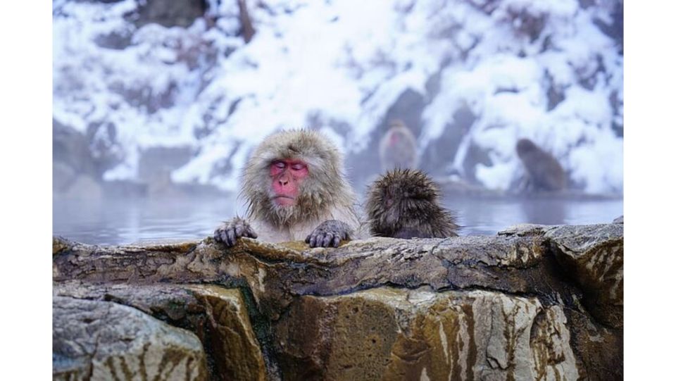 Snow Monkey & ZinkoJi With Sake Tasting Private Tour - Inclusions