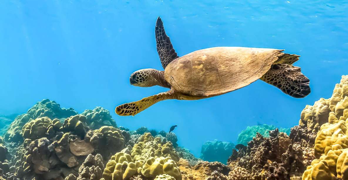 South Maui: Eco Friendly Molokini and Turtle Town Tour - Itinerary