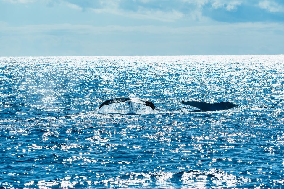Spirit of Gold Coast 2.5-Hour Whale Watching Tour - Experience Description