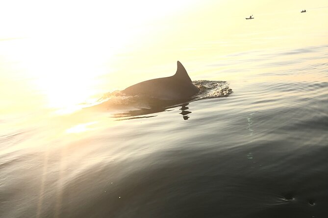 Sunset Dolphin Kayak Tours - Additional Information
