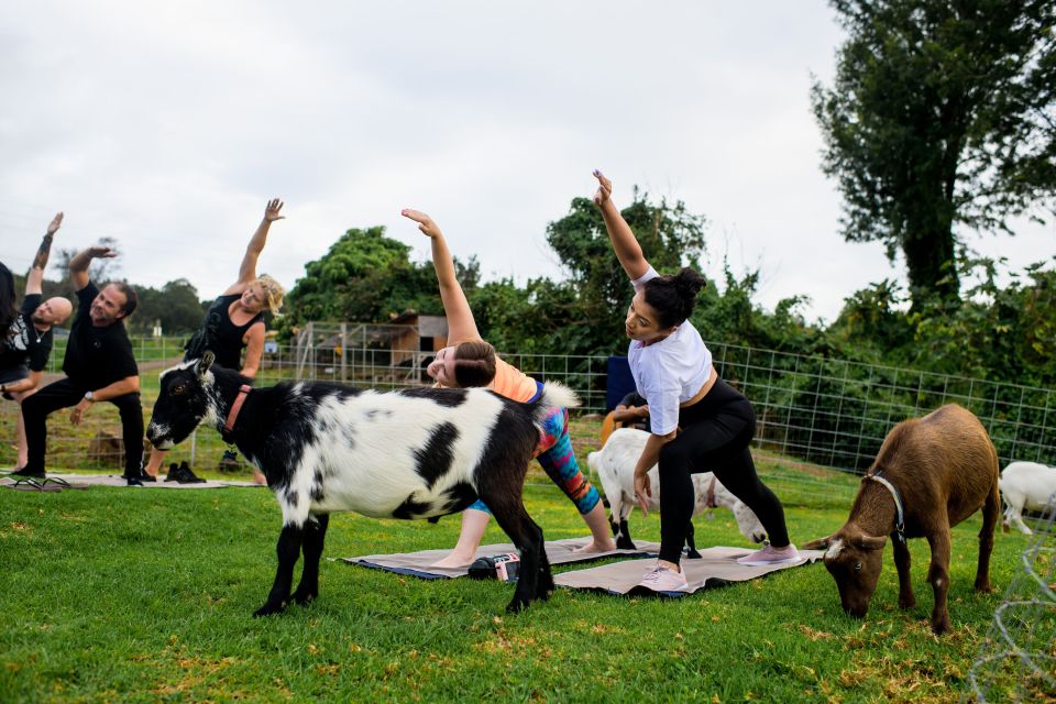 Sunset Maui Goat Yoga With Live Music - Experience Highlights