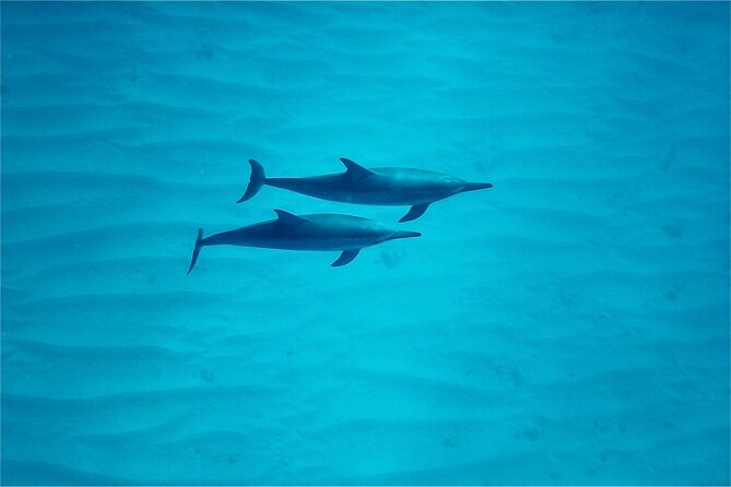 Swim With Dolphins in the West Coast Line of Oahu - Reviews