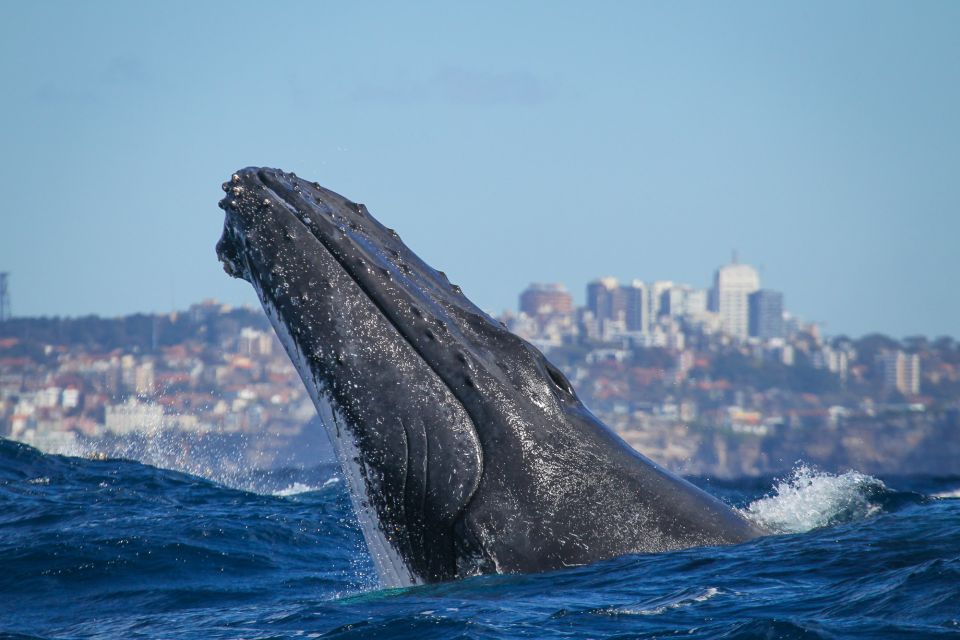Sydney: 2-hour Express Whale Watching Cruise - Cruise Details and Features