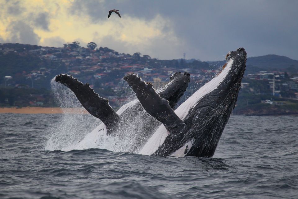 Sydney: 3-Hour Whale Watching Tour by Catamaran - Catamaran Features