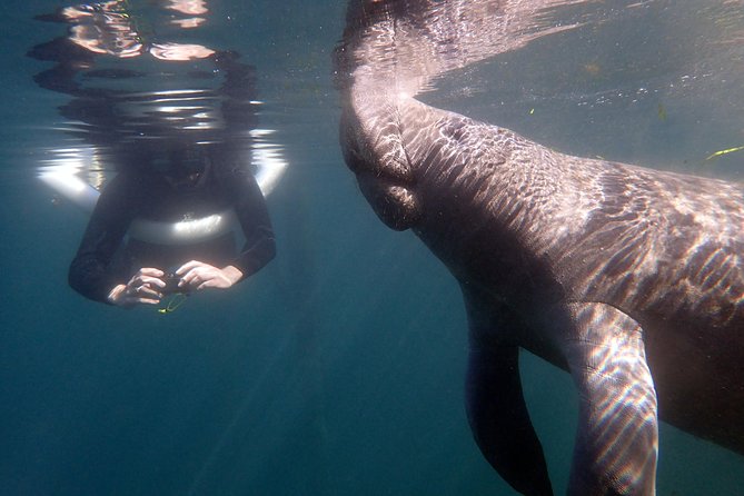 The OG Manatee Snorkel Tour With In-Water Guide/PhotOGrapher - Meeting and Pickup Details