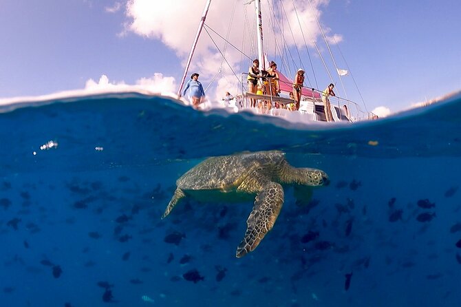 Turtle Snorkeling Adventure in Waikiki (Boat Tour) - Meeting and Pickup