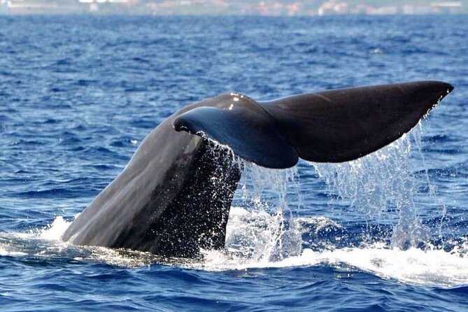 Whale and Dolphin Watching Tour From Funchal - Highlights of the Experience