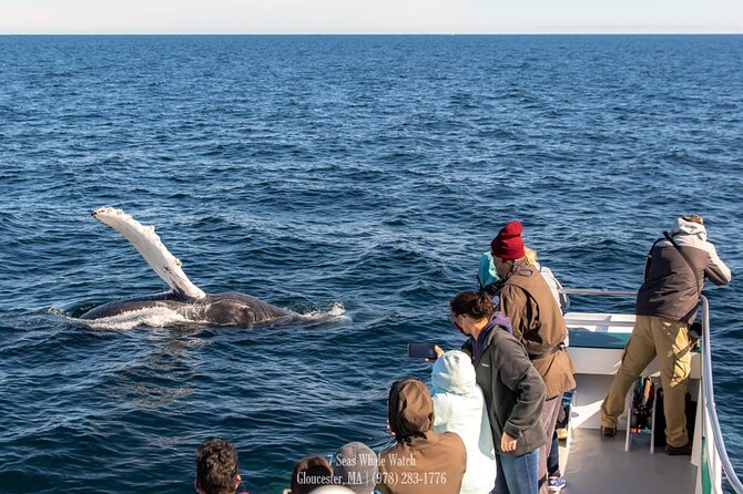 Whale Watching Trips to Stellwagen Bank Marine Sanctuary. Guaranteed Sightings! - What to Expect
