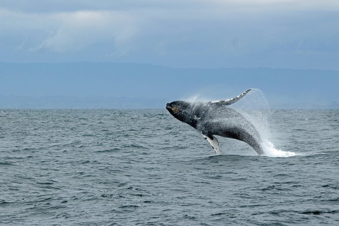 Wildlife Viewing and Whale Watching Quest - Additional Information