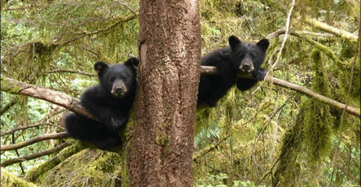 Wrangell: Anan Bear and Wildlife Viewing Adventure - Group Size and Language