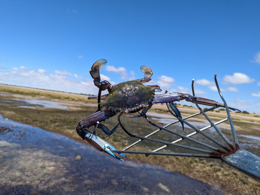 Yorke Peninsula: Catch N Cook Blue Swimmer Crab Experience - Activity Description