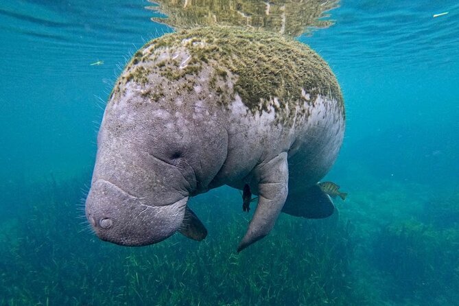 3-Hour Small Group All-Inclusive Manatee Swim With Photo Package - Customer Reviews