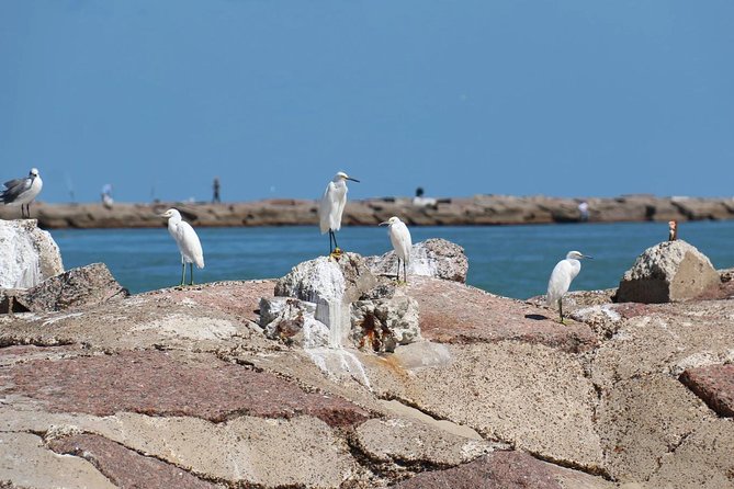 90-Minute Dolphin Watch Tour of South Padre Island - Onboard Experience