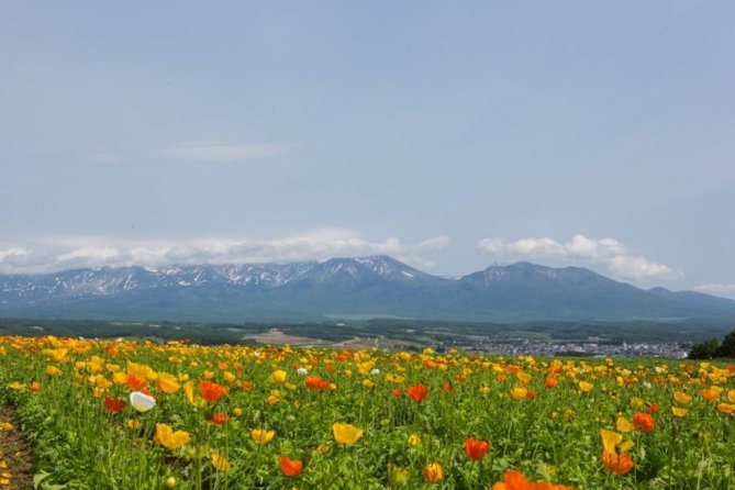 A Relaxing Day for Furano, Biei Blue Pond& Local Curry Lunch in Hokkaido! - Vegetarian Options