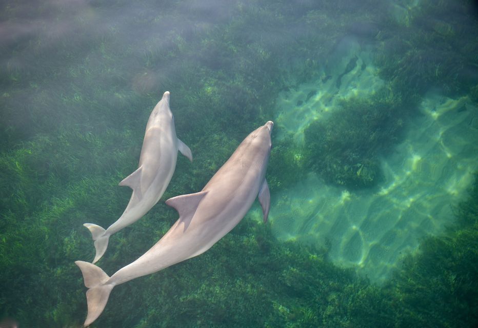 Adelaide: 3.5-Hour Guaranteed Wild Dolphin Watching Cruise - Spot Bottlenose and Common Dolphins