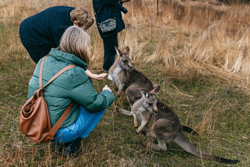 Bonorong Wildlife Sanctuary Half-Day Tour From Hobart - Tour Experience