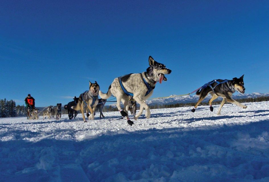 Bozeman: 6 Day Yellowstone Winter Wonderland Tour - Itinerary Details