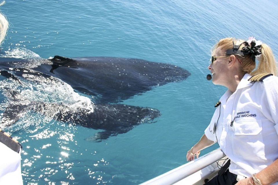 Brisbane: Whale Watching Cruise With Lunch - Whale Watching Experience