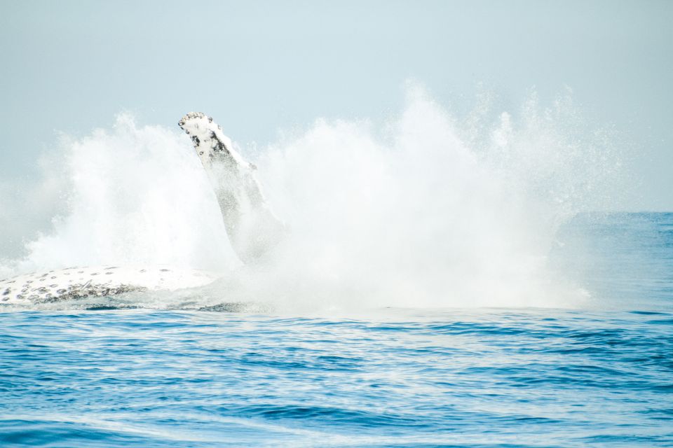 Byron Bay: Whale Watching Cruise With a Marine Biologist - Experience Highlights