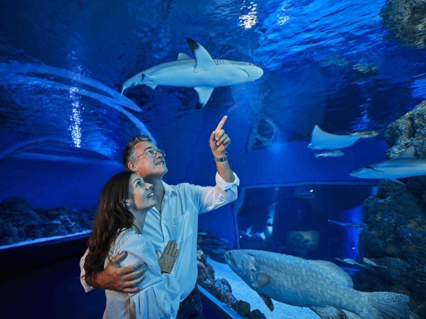 Cairns: Guided Twilight Tour of the Aquarium - Inclusions and Accessibility