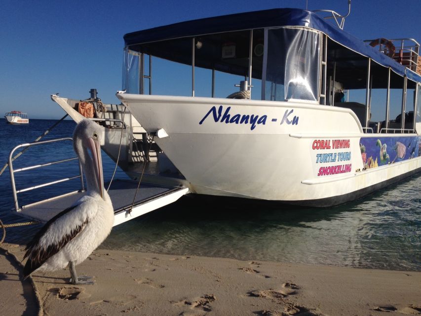 Coral Bay: Ningaloo Reef 3-Hour Turtle Ecotour - Tour Experience