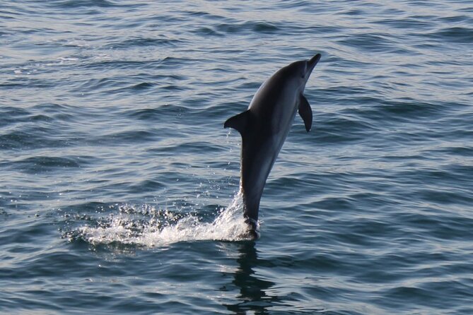 Dolphin Watching in Gibraltar With the Blue Boat Dolphin Safari - Hear Live Commentary Onboard