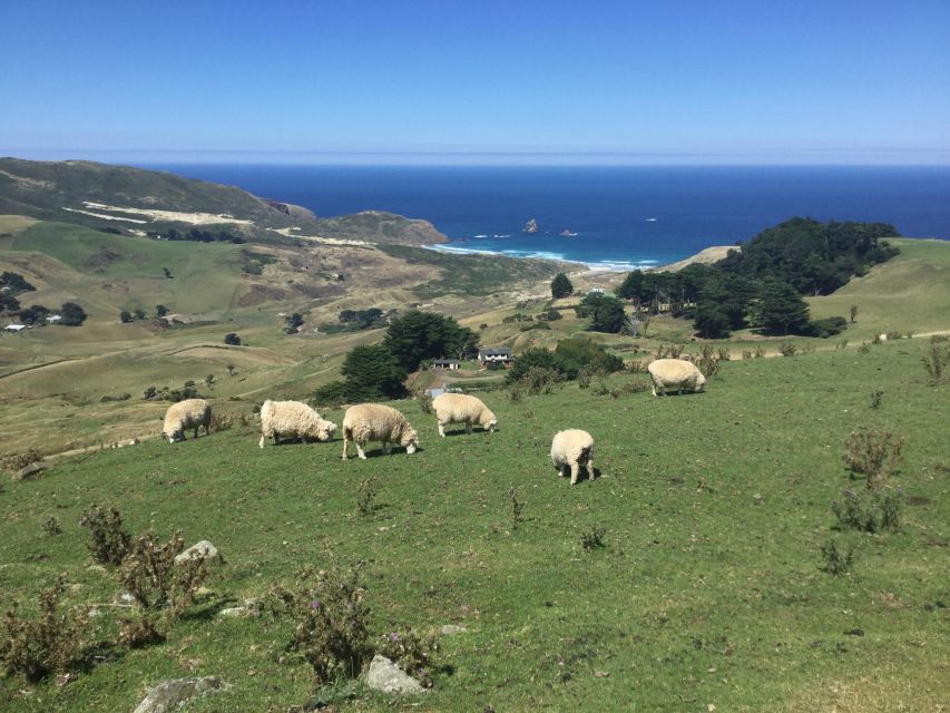 Dunedin: Otago Peninsula With Guided Penguin Tour - Tour Itinerary Highlights
