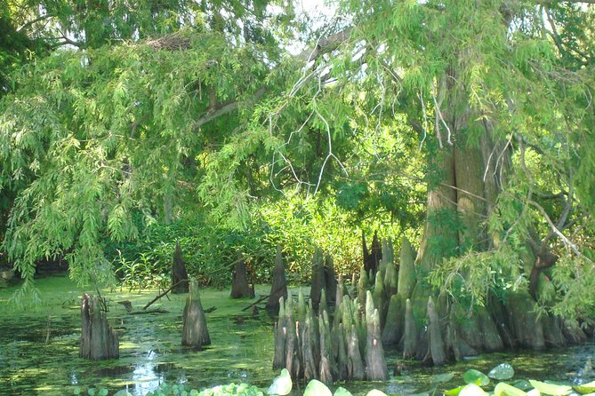 Everglades Airboat Tour Near Orlando Florida - Additional Info