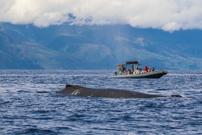 Eye-Level Whale Watching Eco-Raft Tour From Lahaina, Maui - Directions and Meeting Information