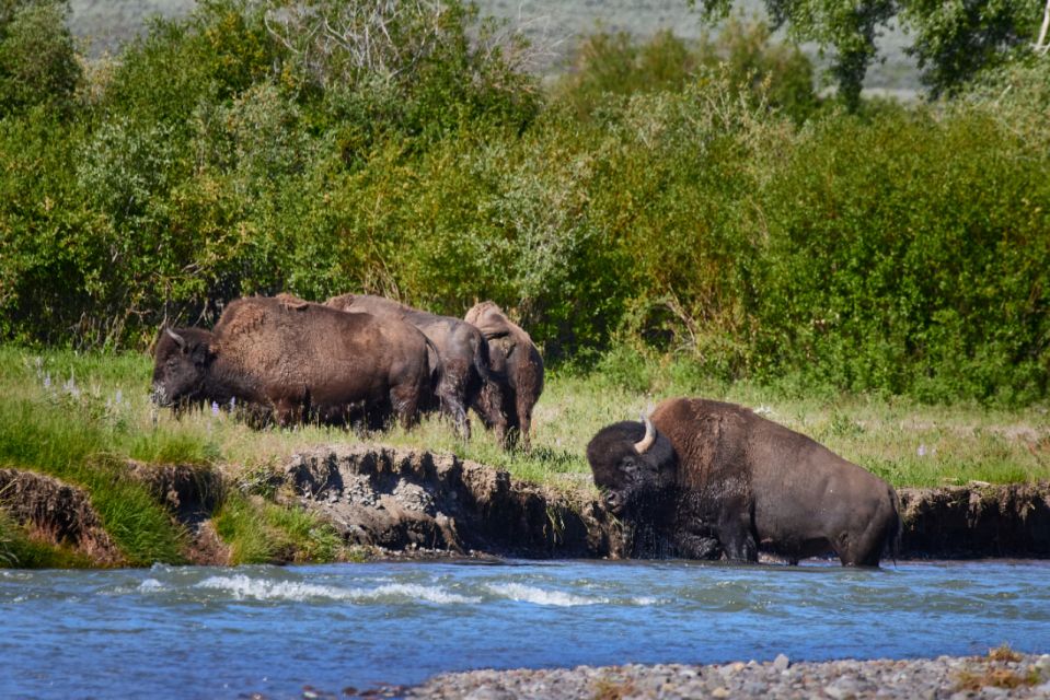 From Jackson: Half-Day Grand Teton National Park Tour - Itinerary