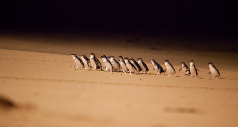 From Melbourne: Penguin Parade Afternoon Tour - Important Information