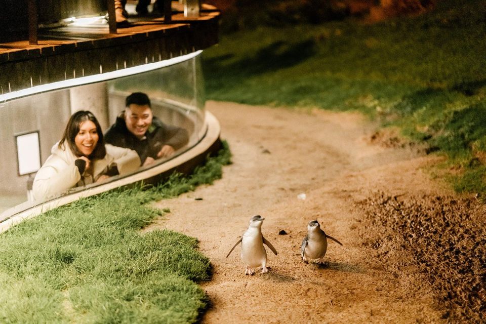 From Melbourne: Phillip Island Penguin Parade Express Tour - Customer Reviews