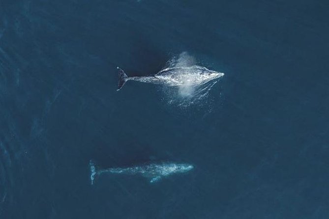 Half-Day Whale Watching Tour From Monterey - Cancellation Policy