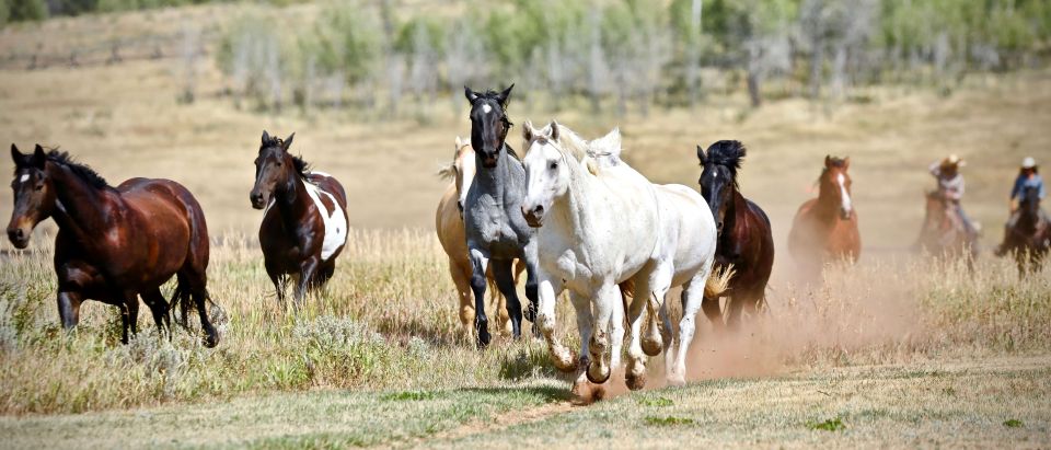 Jackson Hole: Teton View Guided Horseback Ride With Lunch - Scenic Viewpoints
