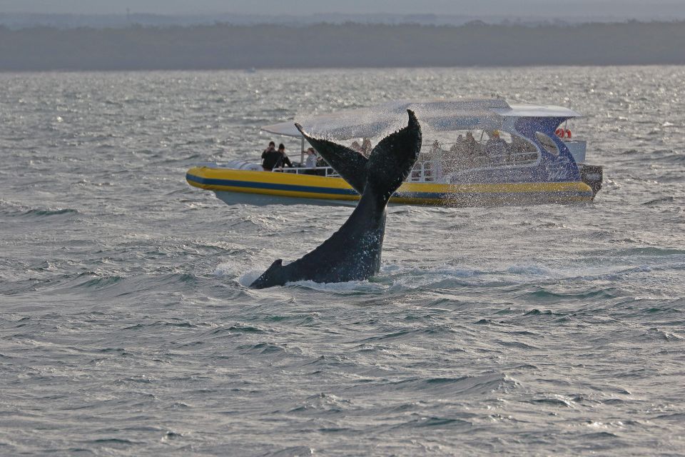 Jervis Bay: 2-Hour Whale Watching Cruise - Meeting Point