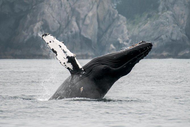 Juneau Wildlife Whale Watching & Mendenhall Glacier - Itinerary