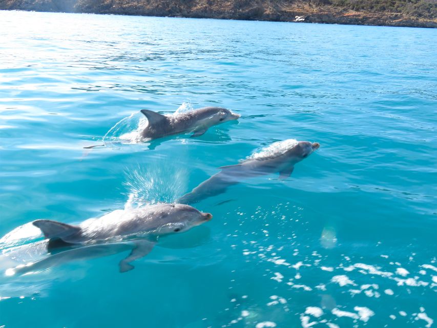 Kangaroo Island: Dolphin, Seal, and Swimming Boat Tour - Customer Reviews